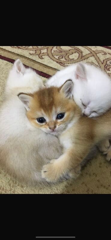 pişiklərin cutləşmə vaxtı: Erkək, Cütləşmə üçün, Pulsuz çatdırılma, Ödənişli çatdırılma, Rayonlara çatdırılma — 6