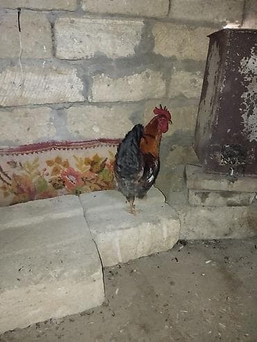 Məhsul: Xoruz saglam heyvandı xoruzdu boş boşna narahat etmiyin real