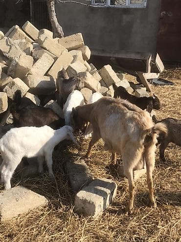 keçi dişi: Məhsul: Ev təsərrüfatı üçün keçilər Təsvir: - Fotoşəkillərdə müxtəlif — 1