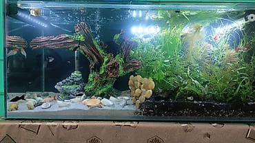 Salam istənilən ölçüdə akvarium və terariumlar yığıram nömrədə vhatsap