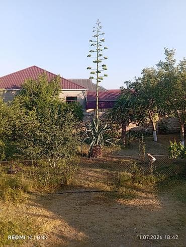 kala bitkisi: Aqava (Agave americana) – iri ölçülü dekorativ bitki - Nəhəng rozet — 1