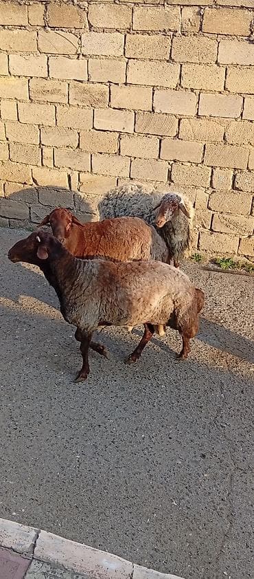 heyvan qirxan: Qoyunlar – 3 baş - Növ: yerli ət‑yunu istiqamətli qoyunlar - Rənglər — 1