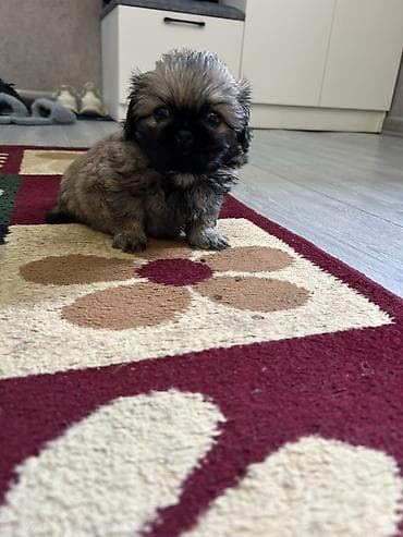 it cinsi adlari: Pekines — 9