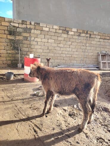 sudluk inekler satisi: Super aglam saxlamali danalardi — 6