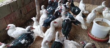 bıldırcın satılık: Təcili satılır.Real alıcılar əlaqə saxlaya bilər — 9