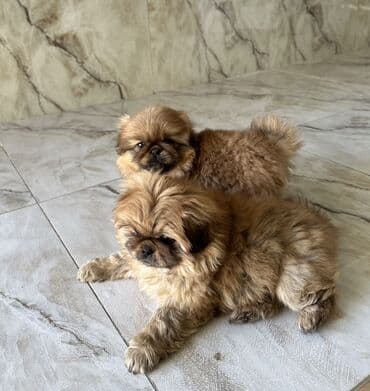 alman qoyun iti: Pekines, 2 ay, Ödənişli çatdırılma — 8
