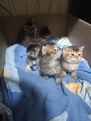 şirin pişik şekilleri: Balaca pişik balaları – şirin və oynaq balalar - Növ: ev pişiyi — 4