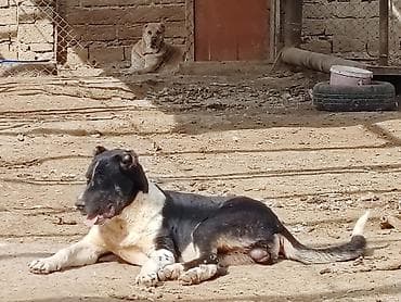 it pisik sekilleri: Alabay, Erkek, Peyvəndli — 1