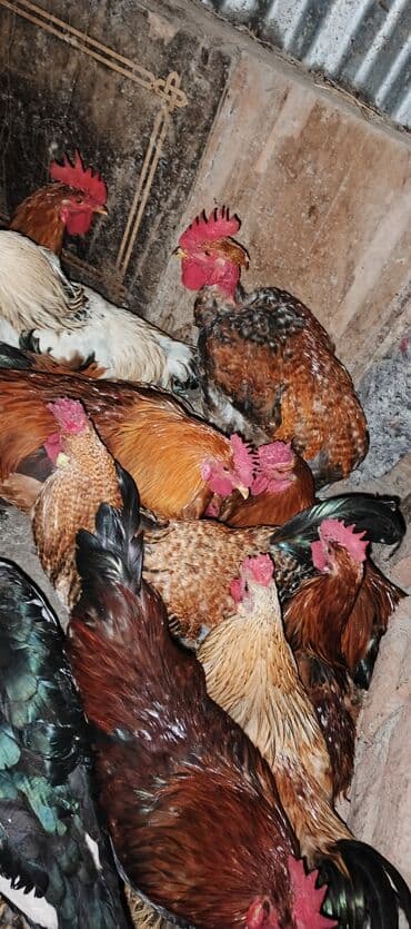 toyuq cüce: Məhsul: Yerli xoruz sürüsü Təsvir: - Şəkillərdə müxtəlif rəng və — 3