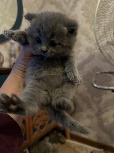 pişik balaca: Britan, Erkək, Dişi, Ünvandan götürmə — 10