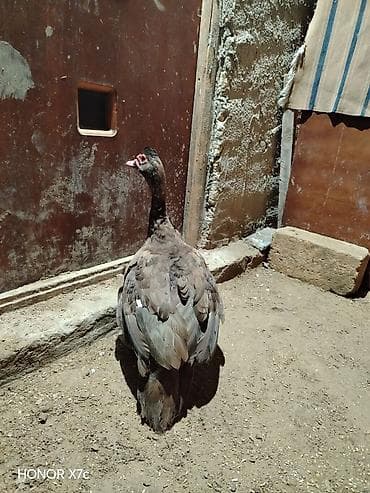 kənd colpaları: Lal ordek təxmini 4 ayliqdilar 1 erkey 2 disi damazlıq üçün saxlaya — 3