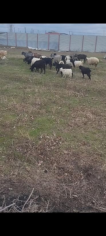 Keçilər 🐐satılır təcili 25 baş ekiz keçilər di Heç bir problemləri