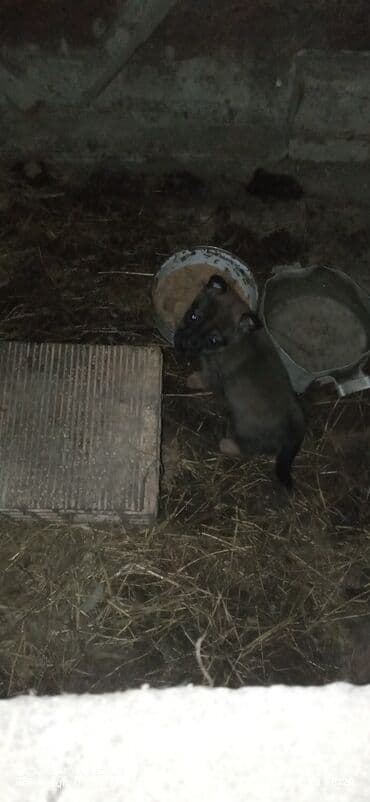 lal ordek satilir: Peyvəndli — 6