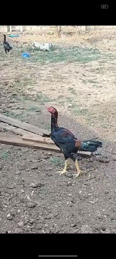 Məhsul: Uzunboyun, atletik quruluşlu xoruz (ehtimalən oyun/Asil tipli)