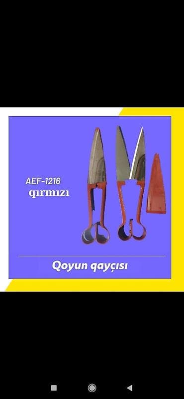 Qoyun qırxan qayçı