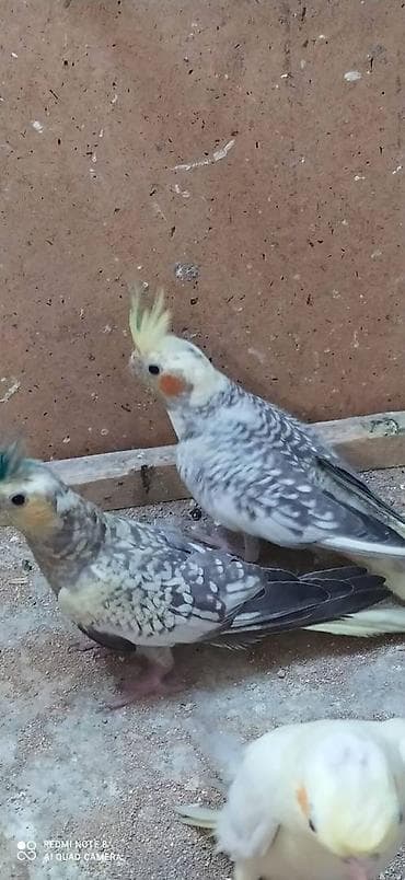 kirpi satisi: Salam. Karella adi ile taninmis olan quslar satilir'yaslari 1ay 15 — 3