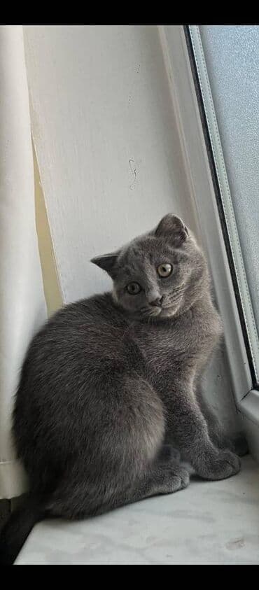 мейн кун купить в баку: Şotland, Dişi — 1