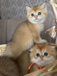 dişi pişik: Qızıl şinşilla, Dişi, Pulsuz çatdırılma — 4