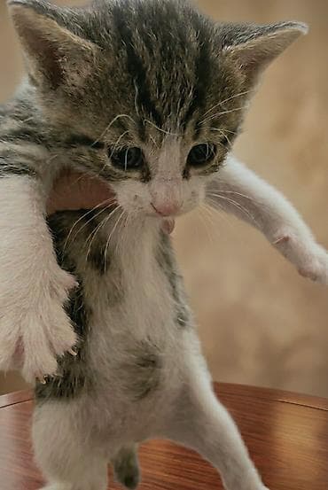 Кошки: Самец, Самка, В добрые руки — 4