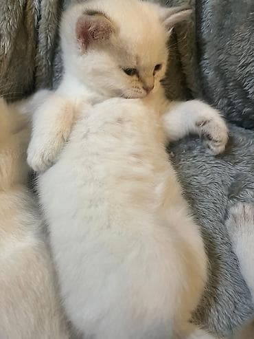 британская шиншилла: Шиншилла — 10