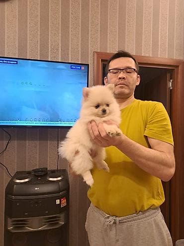 it adlari erkek: Şpitz — 3