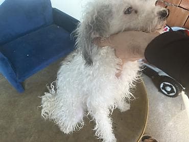 5 ay, Erkek, Peyvəndli, Pulsuz çatdırılma — 4