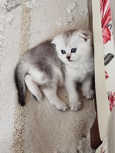 pisiy: Şinşilla, Erkək, Dişi, Yaxşı əllərə, Ödənişli çatdırılma, Rayonlara çatdırılma — 1