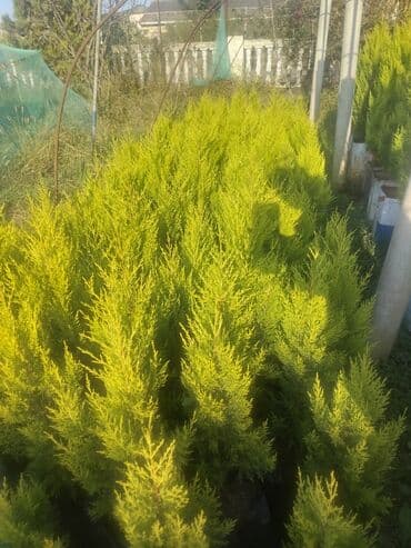 etirsah bitkisi: Satisda ideal qabda bitili 60 sm limonnu yolkalar var qiymət 5 manat 1 — 1