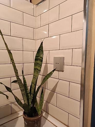 Otaq bitkiləri – sukulent və kaktus koleksiyası - Sansevieria