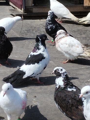 Quşlar: Ev göyərçinləri – müxtəlif rəng və cinslər Cutler 15 azn - Qrup — 5