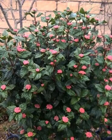 gul toxumlari: Həyət gülleri. 90növ çesid var! — 27