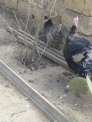 Mal-qara: Kom satılır hunduska xoruzun 6 klo çəkisi var real alıcıya endirim var — 7