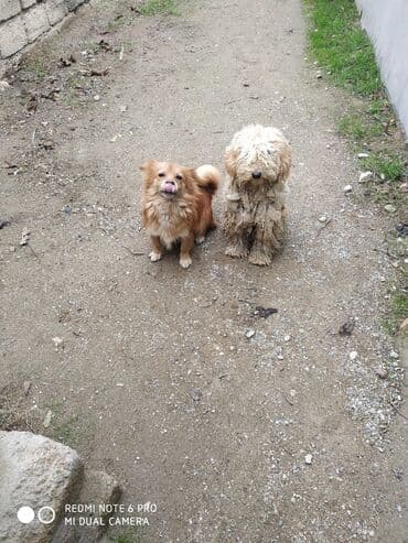 itler haski: İki it bir yerdə təqdim olunur. - İt 1: Açıq bej rəngli, uzun və — 3