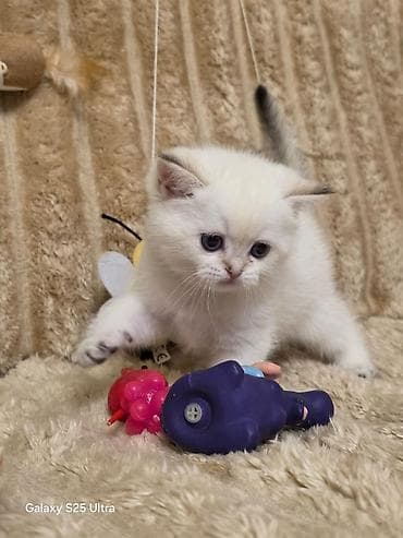 pişik geyim: Britan — 2