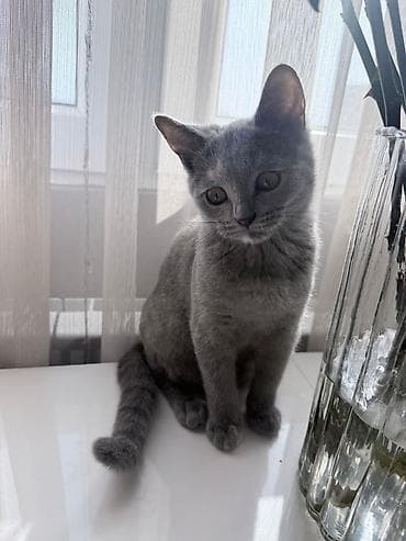 pişik qara: Boz rəngli, qısa tüklü ev pişiyi. Şirin və mehriban xarakterli, sakit — 3