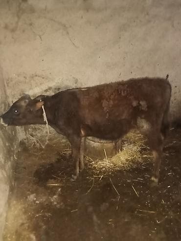 heyvan bazari keci: 6 aylqdi riyalı alci zengin vursun hevan celilabada 1470 deylir — 1