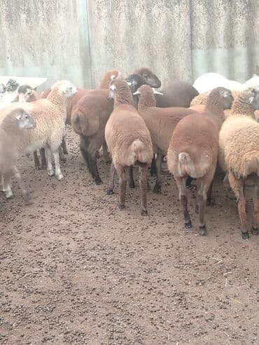 erkey quzu: 58qoyun 18 dogub 8 10 kilolug quzları var altında super 22dene togldu — 2
