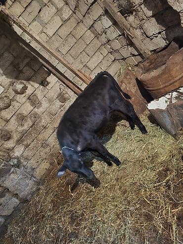 ucuz ev itleri: Satılır: Qara bala (dana) - Növ: iri buynuzlu heyvan, qara rəngli — 4