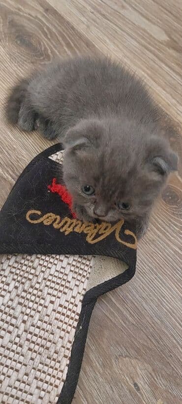 купить домик для кота: Шотландская, Самец, В добрые руки, Самовывоз — 1