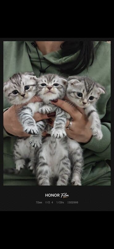 Şotland, Erkək, Dişi