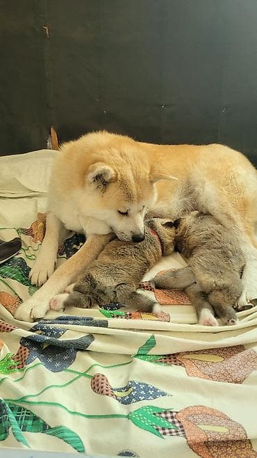 собака звонок: Акита-ину — 5