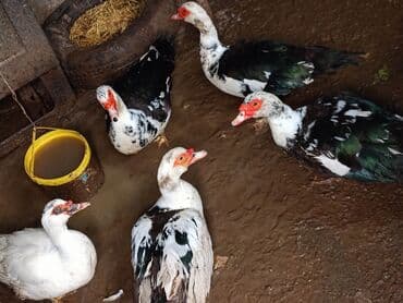 qala cinsi: Musk ördəkləri (lal ördəklər) – 6 baş. damazlıq üçün hətta dişləri də — 1