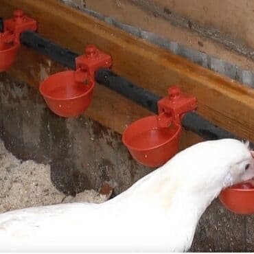 Yem qabı, Su üçün, Quşlar üçün, Ünvandan götürmə, Pulsuz çatdırılma, Ödənişli çatdırılma lalafo.az -da Yem qabı, Su üçün, Quşlar üçün, Ünvandan götürmə, Pulsuz çatdırılma, Ödənişli çatdırılma