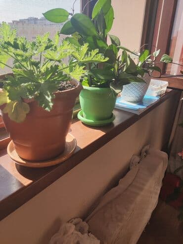 ətirşah bitkisi: Pəncərə kənarında saxlanmaq üçün ideal olan, gözəl yarpaqları ilə — 1