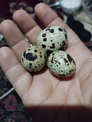 ağ pişik: Masallı. Salam Aləykum. Ağ Texas bildirçinlərinin yumurtası mövcuddur — 5