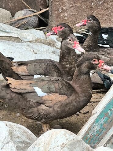 heyratı o şamo: Dişi, | Lal ördək, Ətlik — 1