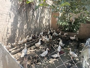 bildircin satisi: Dişi, Ətlik — 4