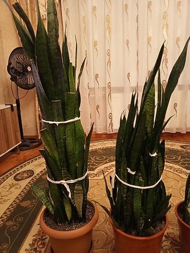 Комнатные растения: Sansevieria (Qayın dili) otaq bitkiləri - Növ: Sansevieria — 4