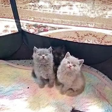 pişiylər: Şotland, Erkək, Yaxşı əllərə, Ünvandan götürmə — 1