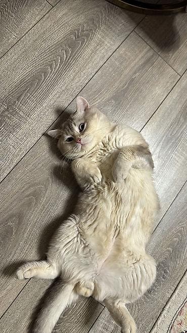 silver sinsila: Şinşilla — 3